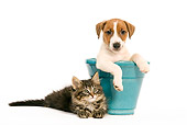 DOK 01 JE0008 01
Jack Russell Terrier Puppy And Norwegian Forest Cat Kitten Sitting With Blue Flower Pot On White Seamless