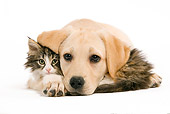 DOK 01 JE0009 01
Yellow Labrador Retriever Puppy And Norwegian Forest Cat Kitten Cuddling On White Seamless
