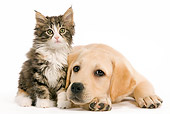 DOK 01 JE0010 01
Yellow Labrador Retriever Puppy And Norwegian Forest Cat Kitten On White Seamless