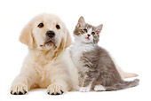 DOK 01 JE0021 01
Golden Retriever Puppy And Alley Kitten Sitting And Laying On White Seamless