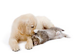 DOK 01 JE0022 01
Golden Retriever Puppy And Alley Kitten Laying On White Seamless