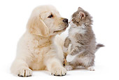 DOK 01 JE0023 01
Golden Retriever Puppy And Alley Kitten Sitting And Laying On White Seamless