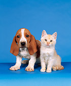 DOK 01 RK0030 13
Basset Hound And Kitten Sitting Together On Blue Seamless
