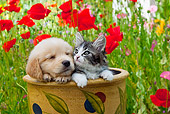 DOK 01 RK0668 01
Golden Retriever Puppy And Tabby Kitten Sitting In Flower Pot In Garden