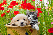 DOK 01 RK0669 01
Golden Retriever Puppy And Tabby Kitten Sitting In Flower Pot In Garden