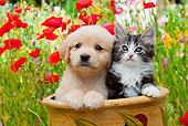 DOK 01 RK0670 01
Golden Retriever Puppy And Tabby Kitten Sitting In Flower Pot In Garden