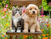 DOK 01 RK0671 01
Golden Retriever Puppy And Tabby Kitten Sitting On Chair In Garden