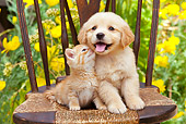 DOK 01 RK0672 01
Golden Retriever Puppy And Tabby Kitten Sitting On Chair In Garden