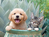 DOK 01 RK0673 01
Golden Retriever Puppy And Tabby Kitten Sitting In Flower Pot In Garden
