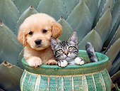 DOK 01 RK0674 01
Golden Retriever Puppy And Tabby Kitten Sitting In Flower Pot In Garden