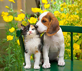 DOK 01 RK0683 01
Beagle Puppy And Calico Kitten Sitting On Green Chair In Garden