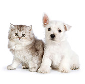 DOK 01 RK0687 01
Persian Kitten And West Highland Terrier Puppy Sitting On White Seamless