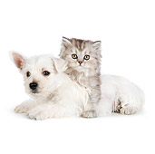DOK 01 RK0689 01
Persian Kitten And West Highland Terrier Puppy Laying On White Seamless