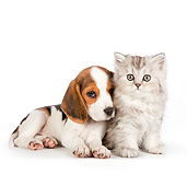 DOK 01 RK0690 01
Persian Kitten And Beagle Puppy On White Seamless