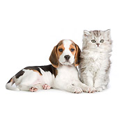 DOK 01 RK0691 01
Persian Kitten And Beagle Puppy On White Seamless