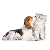 DOK 01 RK0692 01
Beagle Puppy Nuzzling Persian Kitten On White Seamless