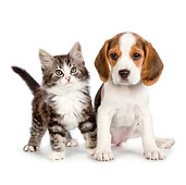 DOK 01 RK0693 01
Tabby Kitten And Beagle Puppy On White Seamless