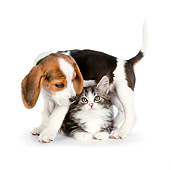 DOK 01 RK0694 01
Tabby Kitten And Beagle Puppy On White Seamless