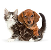 DOK 01 RK0695 01
Tabby Kitten And Dachshund Puppy On White Seamless