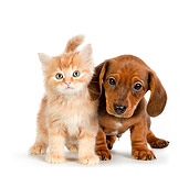 DOK 01 RK0696 01
Tabby Kitten And Dachshund Puppy Standing On White Seamless