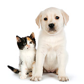 DOK 01 RK0700 01
Calico Kitten And Yellow Labrador Retriever Puppy Sitting On White Seamless