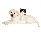 DOK 01 RK0701 01
Calico Kitten And Yellow Labrador Retriever Puppy Laying On White Seamless