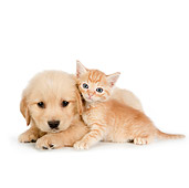 DOK 01 RK0702 01
Tabby Kitten And Golden Retriever Puppy Laying On White Seamless