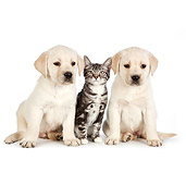 DOK 01 RK0704 01
Tabby Kitten And Yellow Labrador Retriever Puppies Sitting On White Seamless