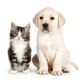DOK 01 RK0705 01
Tabby Kitten And Yellow Labrador Retriever Puppy Sitting On White Seamless