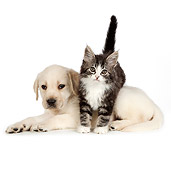 DOK 01 RK0706 01
Tabby Kitten And Yellow Labrador Retriever Puppy On White Seamless