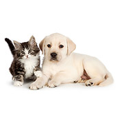 DOK 01 RK0707 01
Tabby Kitten And Yellow Labrador Retriever Puppy Laying On White Seamless