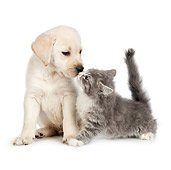 DOK 01 RK0708 01
Tabby Kitten And Yellow Labrador Retriever Puppy On White Seamless