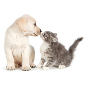 DOK 01 RK0709 01
Tabby Kitten And Yellow Labrador Retriever Puppy On White Seamless