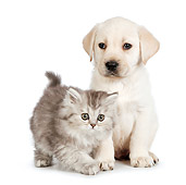 DOK 01 RK0710 01
Tabby Kitten And Yellow Labrador Retriever Sitting On White Seamless
Puppy On White Seamless