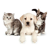DOK 01 RK0711 01
Tabby Kittens And Yellow Labrador Retriever On White Seamless
Puppy On White Seamless
