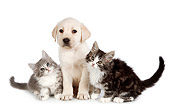 DOK 01 RK0712 01
Tabby Kittens And Yellow Labrador Retriever Sitting On White Seamless
Puppy On White Seamless