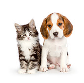 DOK 01 RK0713 01
Tabby Kitten And Beagle Puppy Sitting On White Seamless
