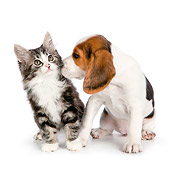 DOK 01 RK0714 01
Tabby Kitten And Beagle Puppy Sitting On White Seamless