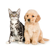 DOK 01 RK0715 01
Tabby Kitten And Golden Retriever Puppy Sitting On White Seamless