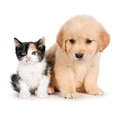 DOK 01 RK0716 01
Calico Kitten And Golden Retriever Puppy Sitting On White Seamless