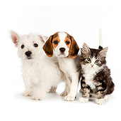 DOK 01 RK0717 01
West Highland Terrier Puppy, Beagle Puppy And Tabby Kitten On White Seamless