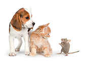 DOK 01 RK0718 01
Beagle Puppy, Tabby Kitten And Mouse On White Seamless