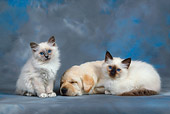 DOK 01 KH0002 01
Yellow Labrador Retriever Puppy Sleeping And Two Birman Kittens Studio