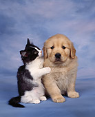DOK 01 RK0038 18
Golden Retriever Puppy And Kitten Sitting Together Blue Mottled Background