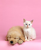 DOK 01 RK0049 27
Golden Retriever And White Kitten Sitting On Pink Seamless