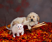 DOK 01 RK0058 13
Golden Retriever Puppy Laying On Wheelbarrow With White Kitten Fall Leaves
