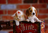 DOK 01 RK0158 06
Head Shot Of Beagle And Kitten Sitting In Red Box Brick Wall Background