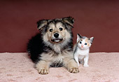 DOK 01 RK0180 03
German Shepherd Puppy Sitting With Calico Kitten Studio