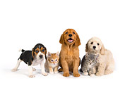 DOK 01 RK0269 01
Beagle Golden Retriever And Poodle Puppy With Two Kittens On White Seamless