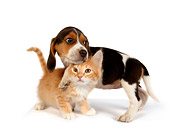 DOK 01 RK0286 01
Beagle Puppy And Orange Kitten On White Seamless